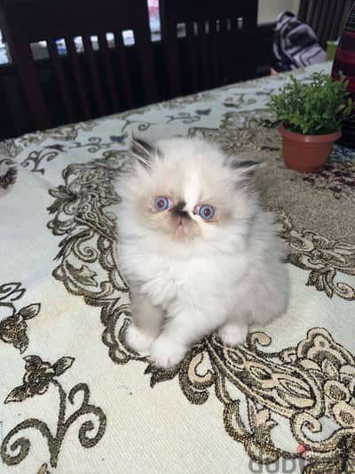قطه بنت هيمالايا بيكي فيس