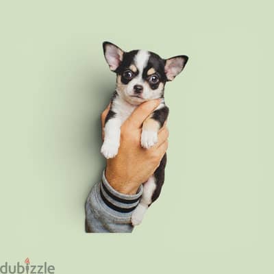 2 months old male Chihuahua