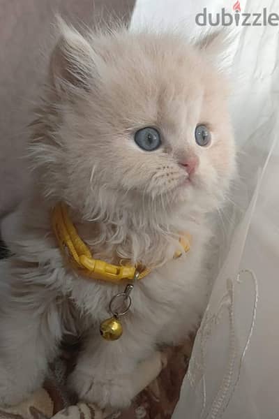قطط هيمالايا