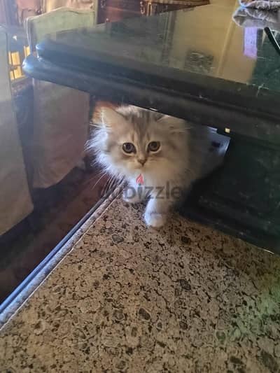 قطة شيرازي بيور لون جراي فاتح. . عمر شهرين
