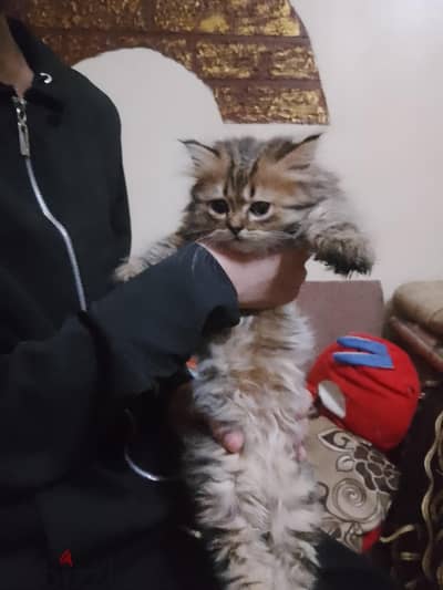 قطط للتبني