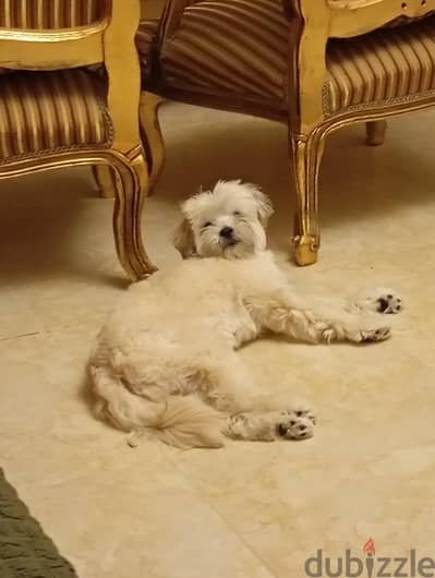 كلب هافانيز Havanese