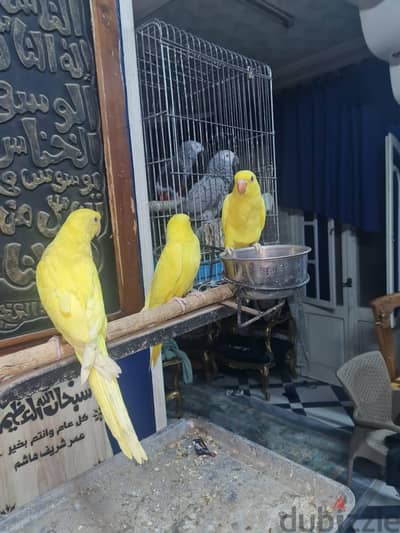 فروخ درة لاتيني تفريخ مصري  علي وشك الفطامش
