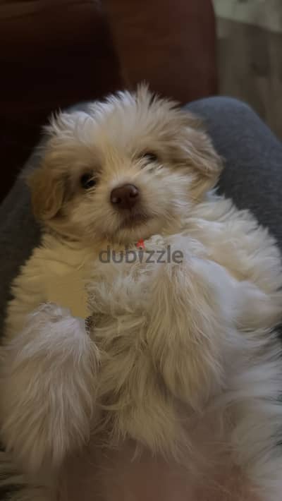 Havenese girl 3 months pretty ,active and she loves to play