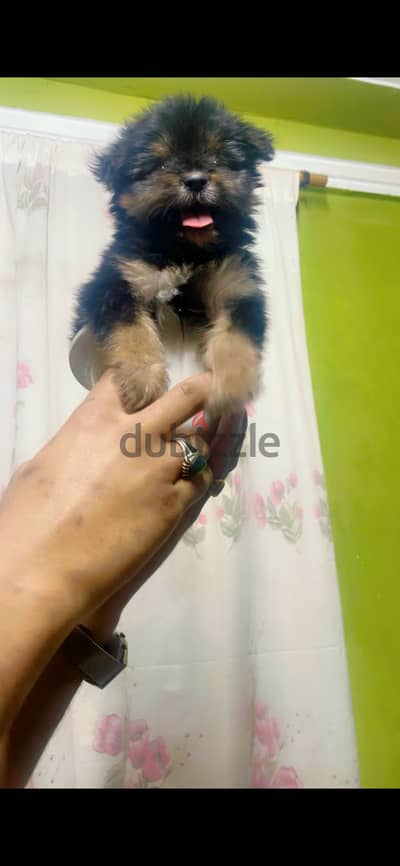 Puppy yorkshire terrier tea cup  جرو يورك شاير ترير تي كب