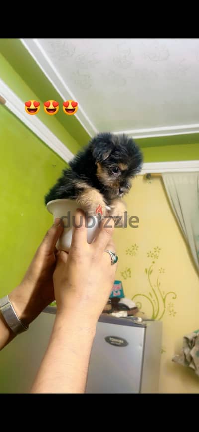 Puppy yorkshire terrier tea cup  جرو يورك شاير ترير تي كب