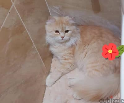 للتبنى باستماره تبنى