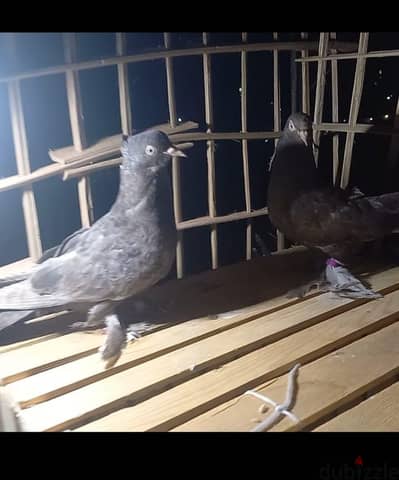 قص شقلباظ الدكر بكره عليهم ٦ ريشات