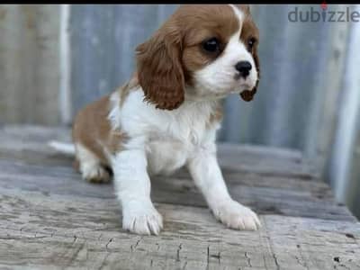 Cavalier king Charles Spaniel