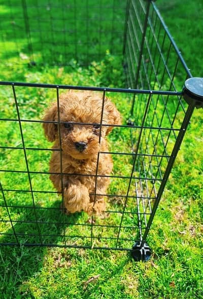   Toy Poodlel Puppies Available 