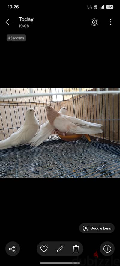 قص أصفر ورق مع زغلوله