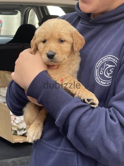Golden retriever جولدن ريتريفر