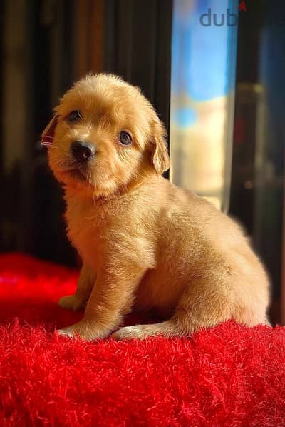 Golden retriever puppies pure 100% جولدن ريتريفر