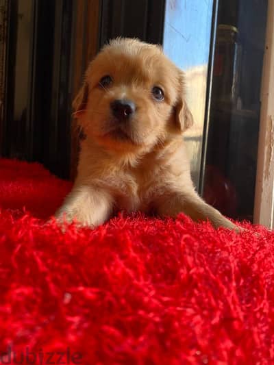 Golden retriever puppies pure breed جولدن ريتريفر