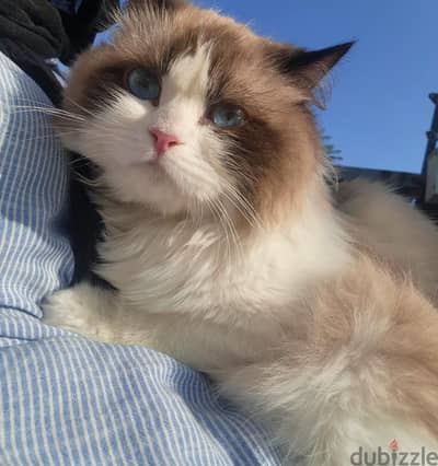 Ragdoll male ولد راغدول
