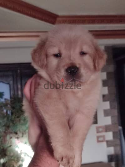 heart melter golden retrievers