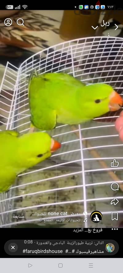 ٣ فروخ دره هندي تأكيل يدوي ولسه مفطومين