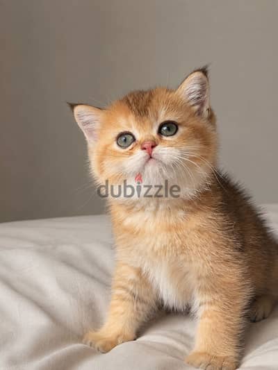#Scottish streaigh short hair gold #