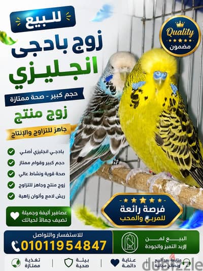زوج بادجى انجليزي منتج جاهز لبناء عش