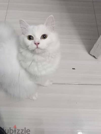 بنوته شيرازى سنه ونص للتبنى هاديه وطالبه جواز