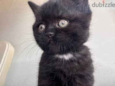 scottish straight/British Short Hair black kitty