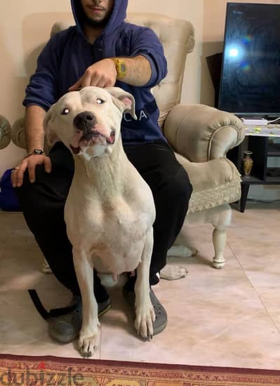 اتقل نتايا دوجو ارجنتينو للبيع Dogo argentino