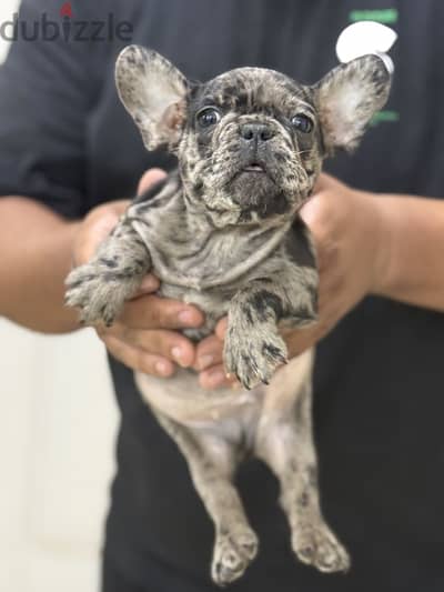 فرنش بولدوج french bulldog puppy
