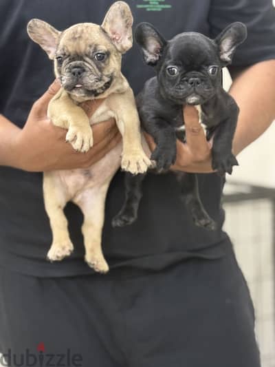 French bulldog puppy