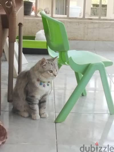 مدينتي
