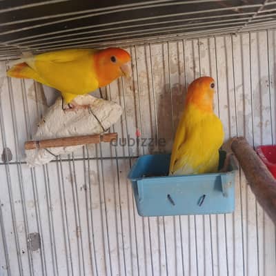 جوج اوبلاين اورانج