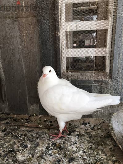 زغلول لاحم كيرنو  للبيع