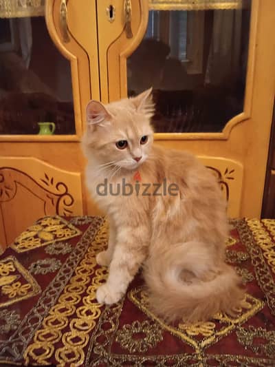 قط شيراز هجين