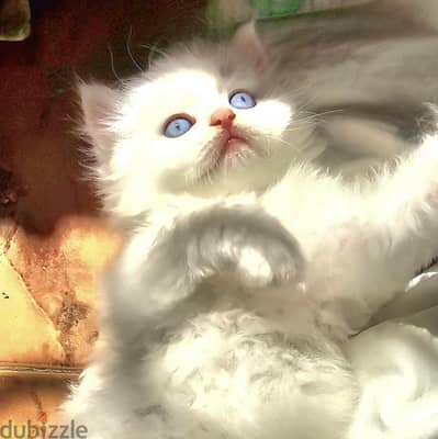 Persian cat for sale
