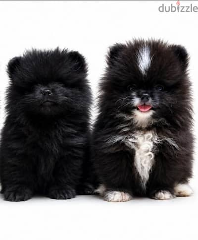 Pomeranian puppy