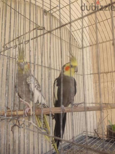 مزرعة دينا