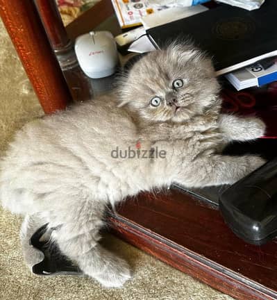 Scottish fold kittens female