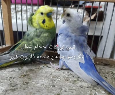 بادجى وفيشرات