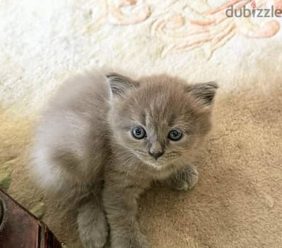 Scottish fold Male and female