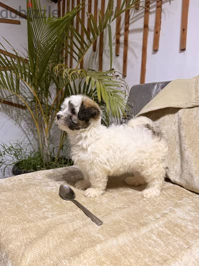 Shih tzu puppy for sale