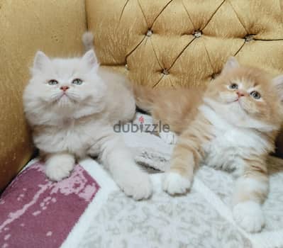 دباديب هافات جاهزين لبتهم الجديد لتواصل واتس 01151512161