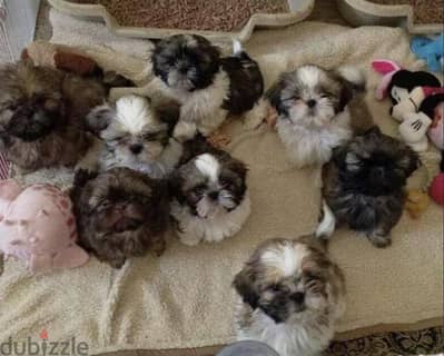 puppy shih Tzu