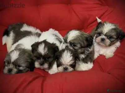 puppy shih Tzu