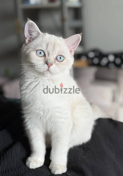 Female silver shaded