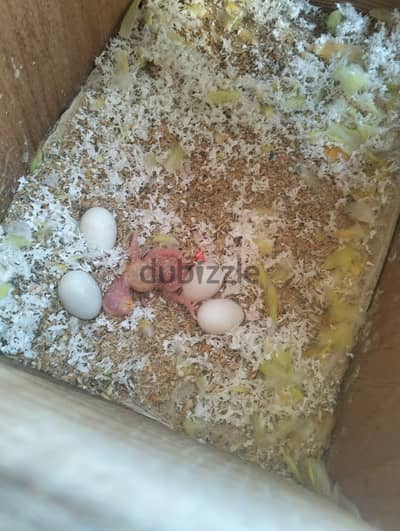 قص ابلين ارنج شغال معها عيله   ٢٠٠٠ لتصفية نهاء ٠١٢٢١٨٤١١٧٠