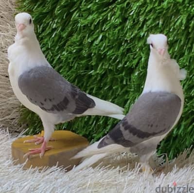 عش كشك وقصوص هزاز