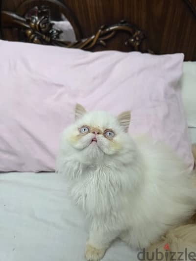 قطه بيرشن بيور