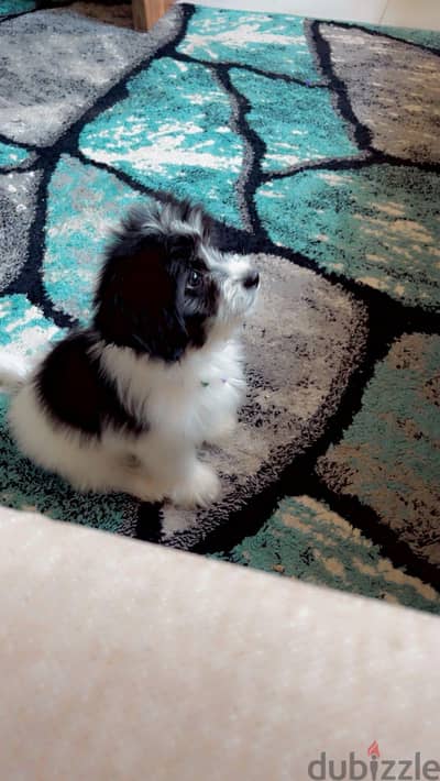 كلب تشينزو ميكس