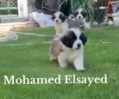 جراوي سانت برنارد . . saint bernard puppies