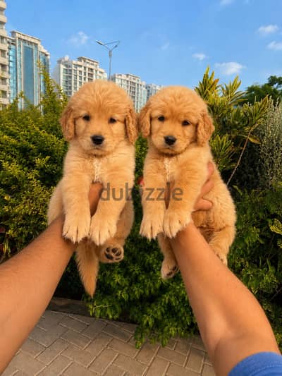 Golden retriever جولدن رتريفر