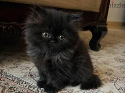 black cat Persian
